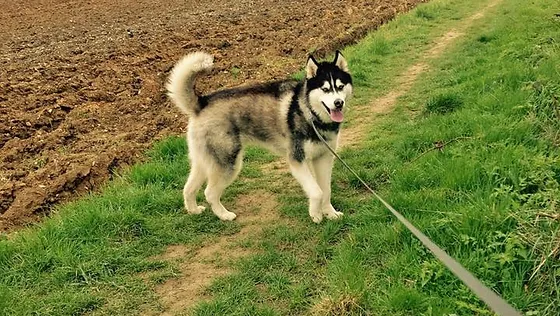 holybrooks dog walking