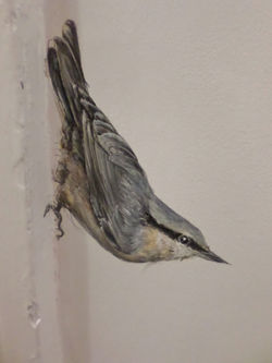 Nuthatch
