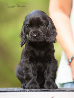 Gladtrick´s Goldie Hawn