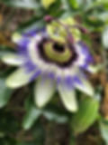 Close up image of purple and white flower