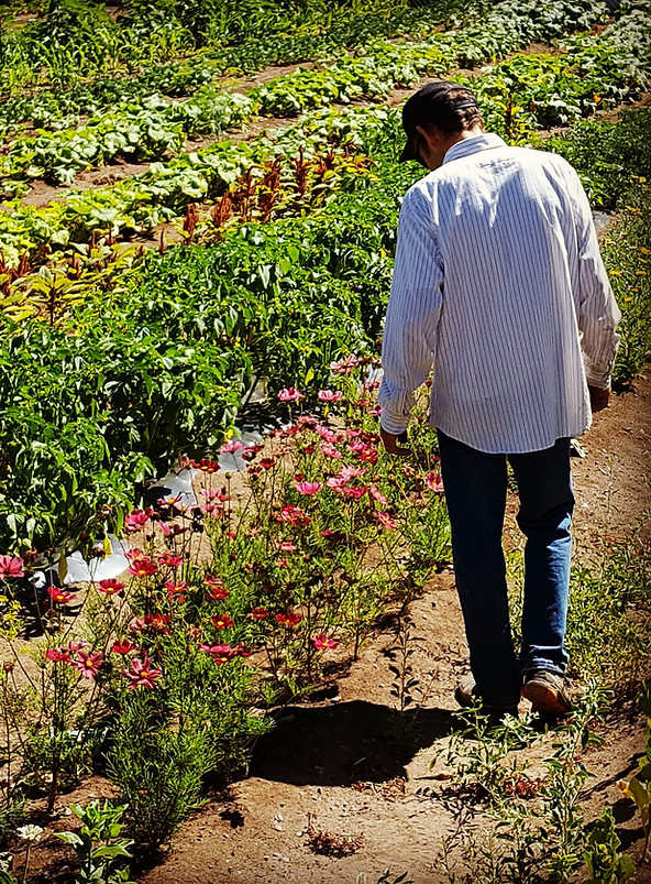 Regenartional+Gardening+Harvest Horizons+Crestone+Colorado.jpg