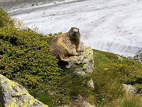 Murmeltier Wanderung Bernina