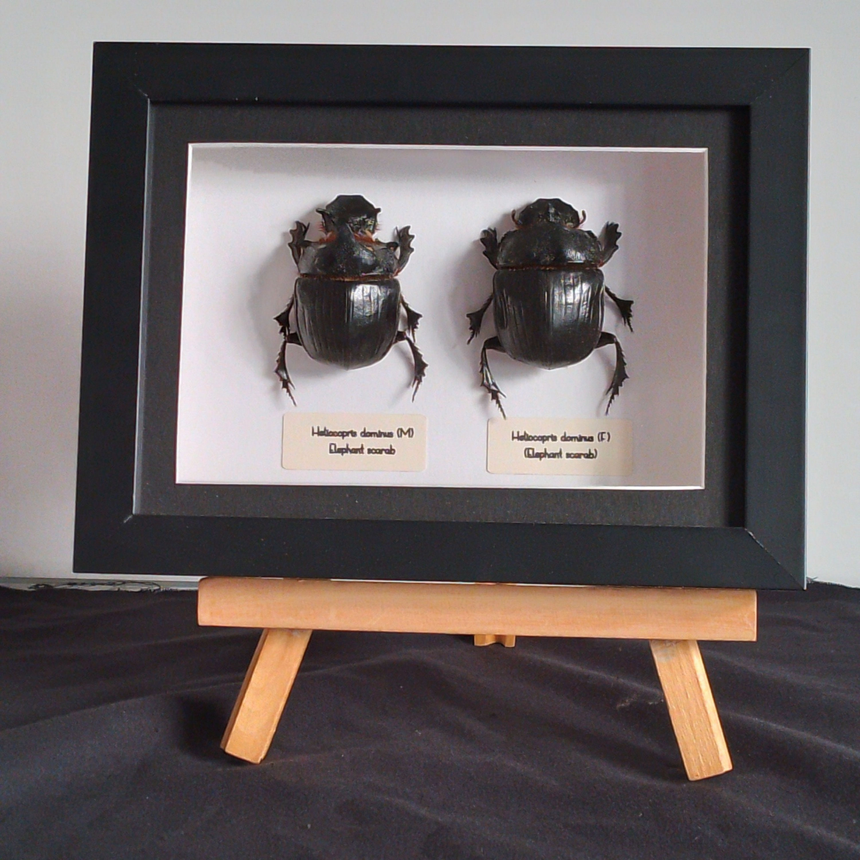 Elephant scarab beetle, framed beetle display, taxidermy beetle