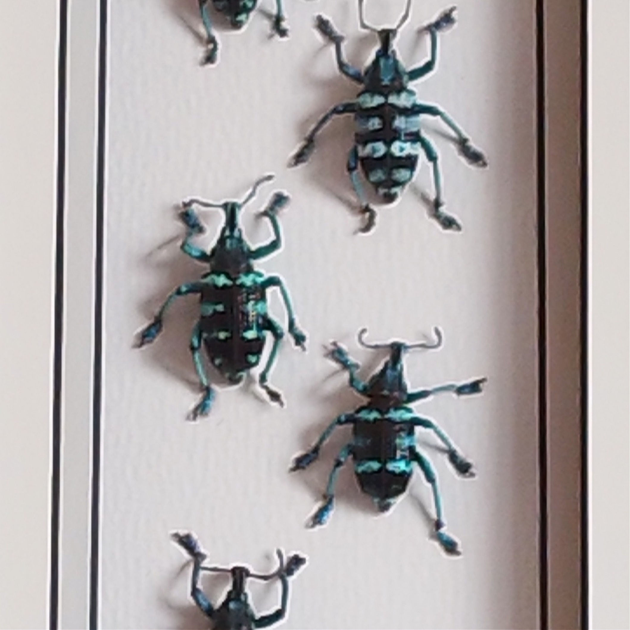 Blue-banded weevil, framed beetle, insect art