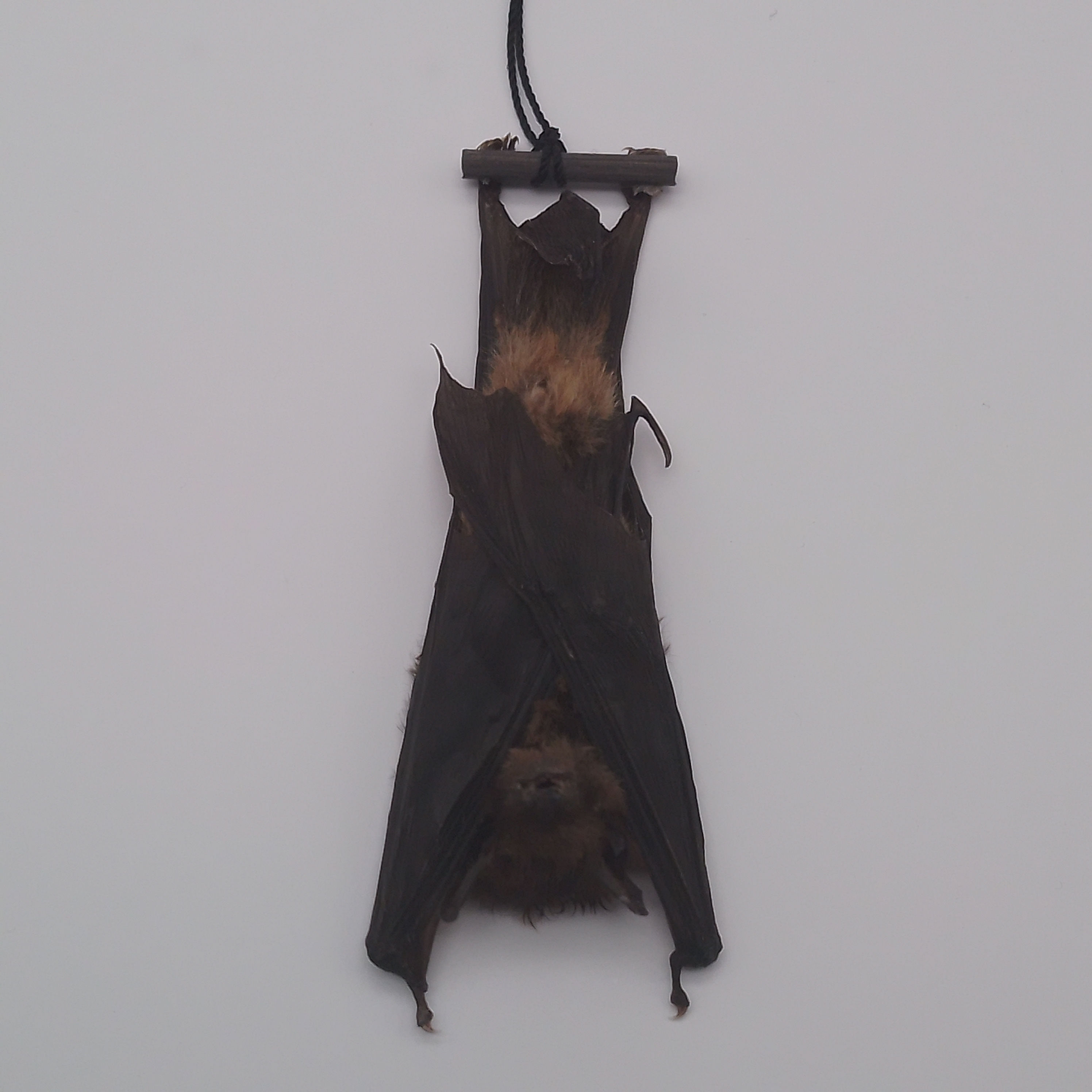 Taxidermy bat in hanging position, Brown pipistrelle bat