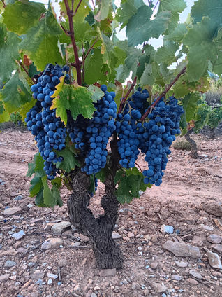 mourvèdre