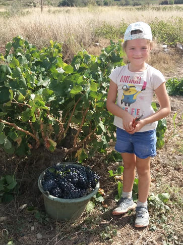 Laura en pleine vendange