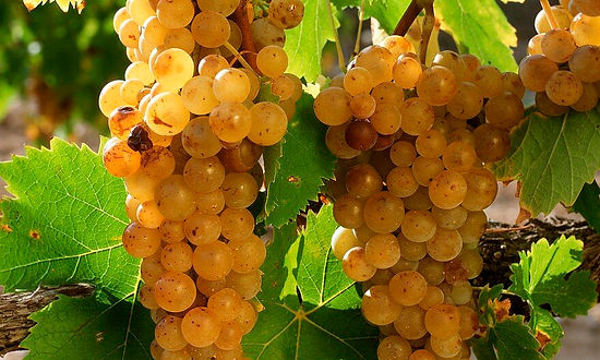 Muscat