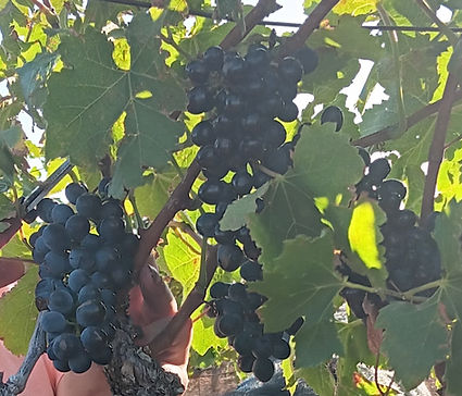 photo cépage syrah