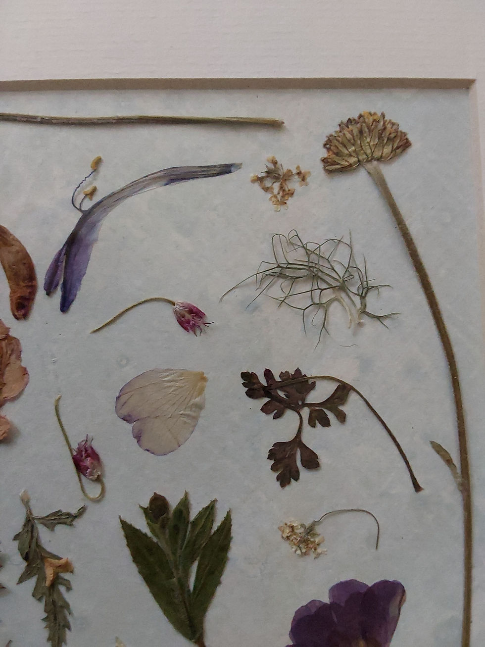 Thumbnail: Original pressed flower art - Geraniums & Geums - a close up with mount