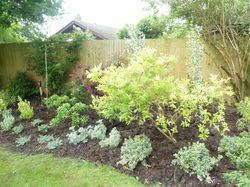 shrubs for low maintenance