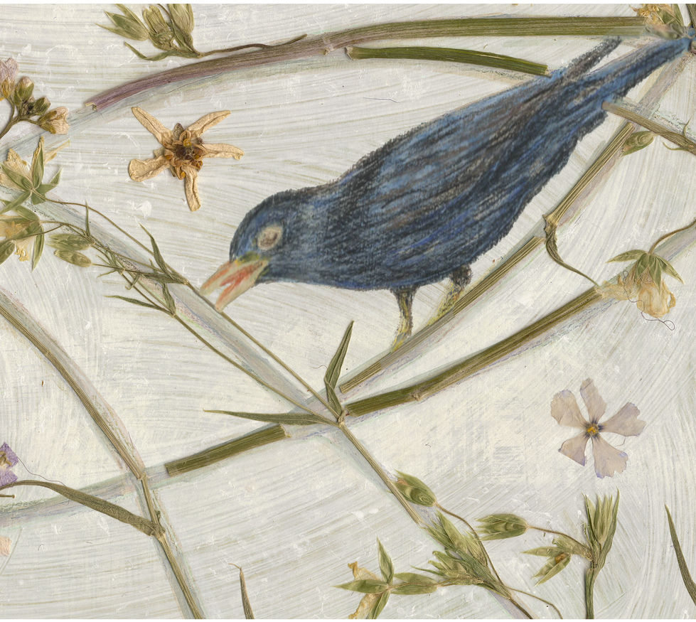 Showing a close up of the original pressed flower artwork of Blackbirds by Sarah Cadman.