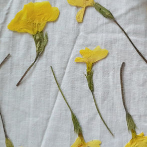 Pressed flowers for artworks