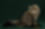 Bunny.png