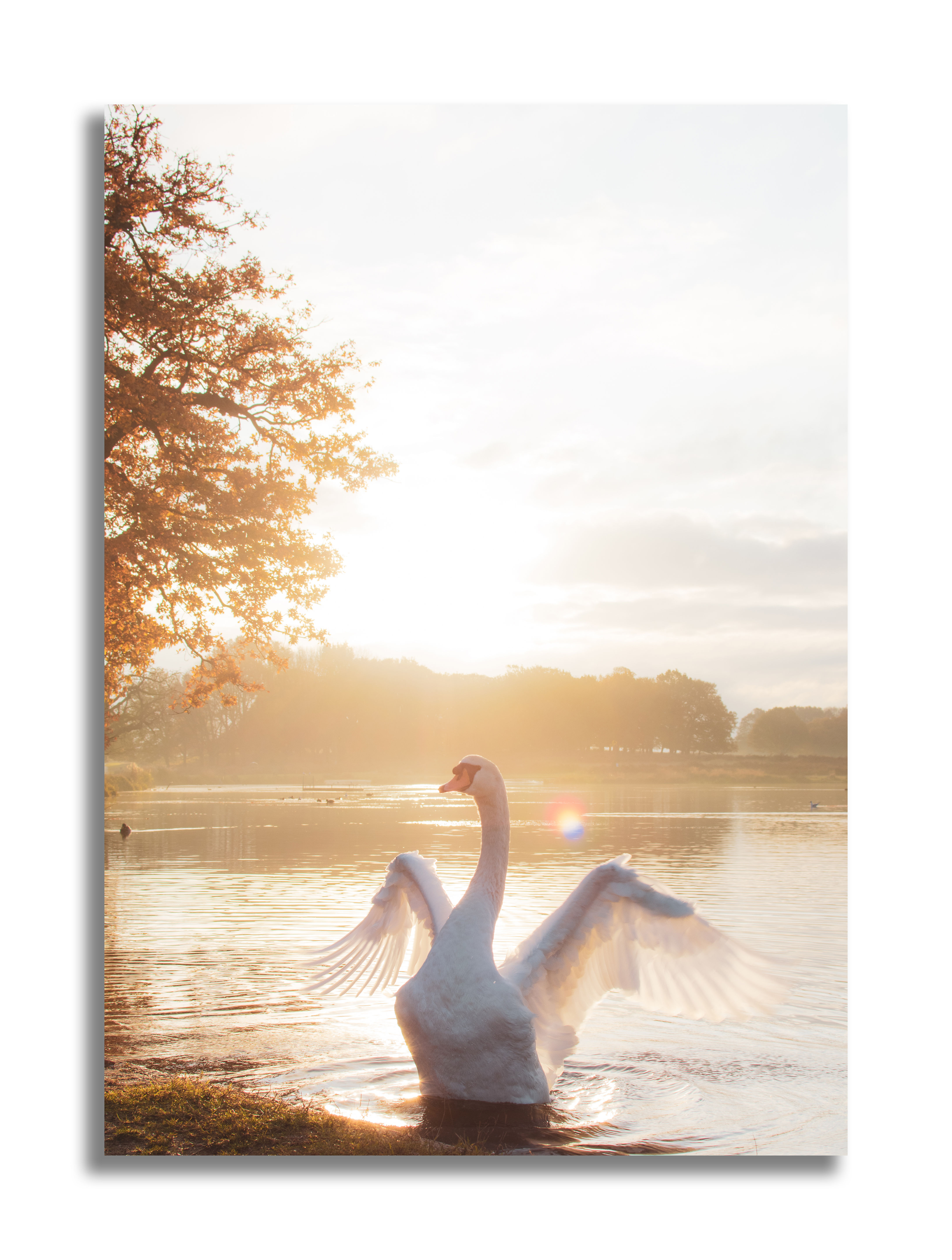 Swanning about