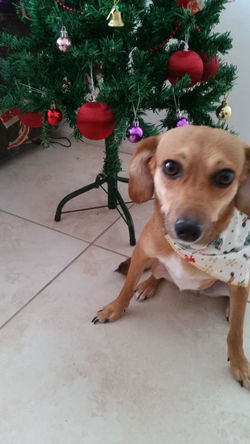 BRENDA (3)