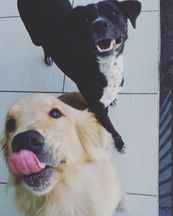 CORONA E OLIVIA