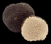 Tuber aestivum