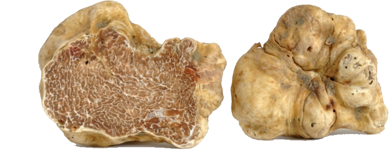 Tuber magnatum Pico
