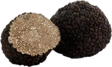 Tuber uncinatum