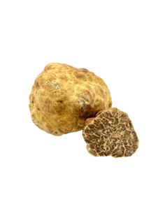 Truffe Bianchetto — Tuber borchii
