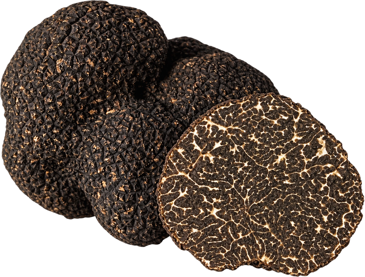Tuber melanosporum