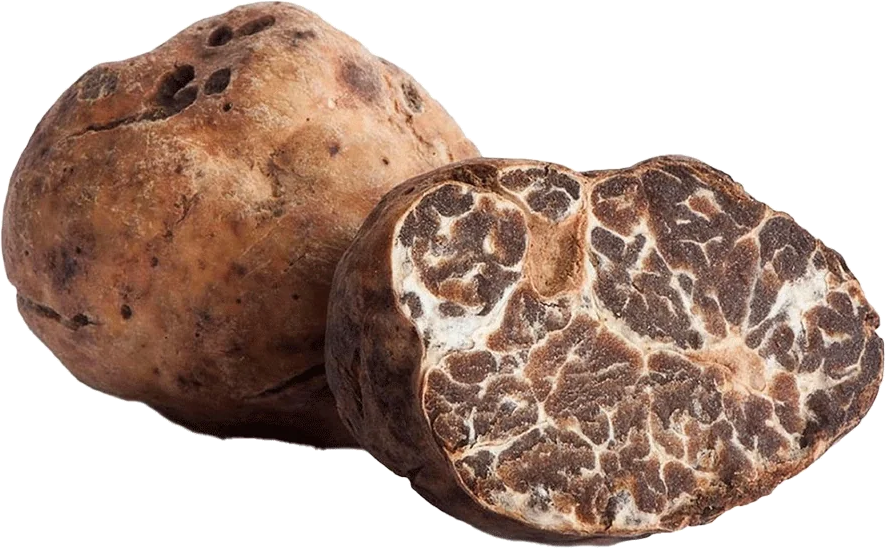 Tuber borchii