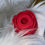 Thumbnail: The original rose toy