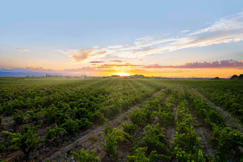 Vignes de Pollestres face au coucher du soleil dans le Roussillon