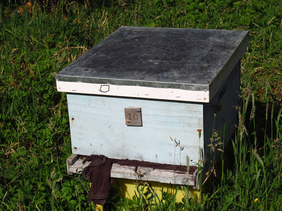 Colmena de abejas