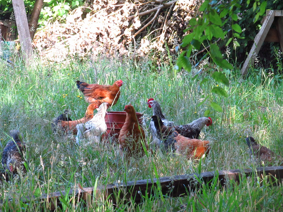 Gallinas notuco