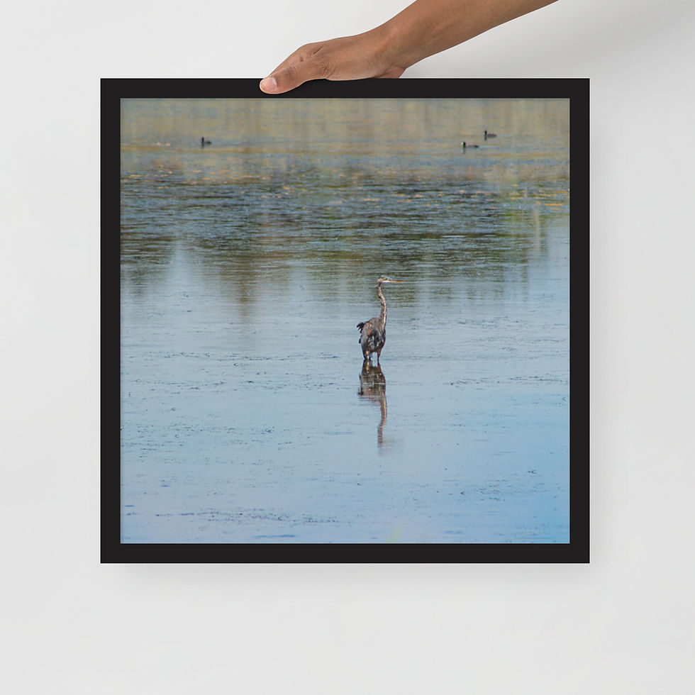 Thumbnail: Framed Great Blue Heron!