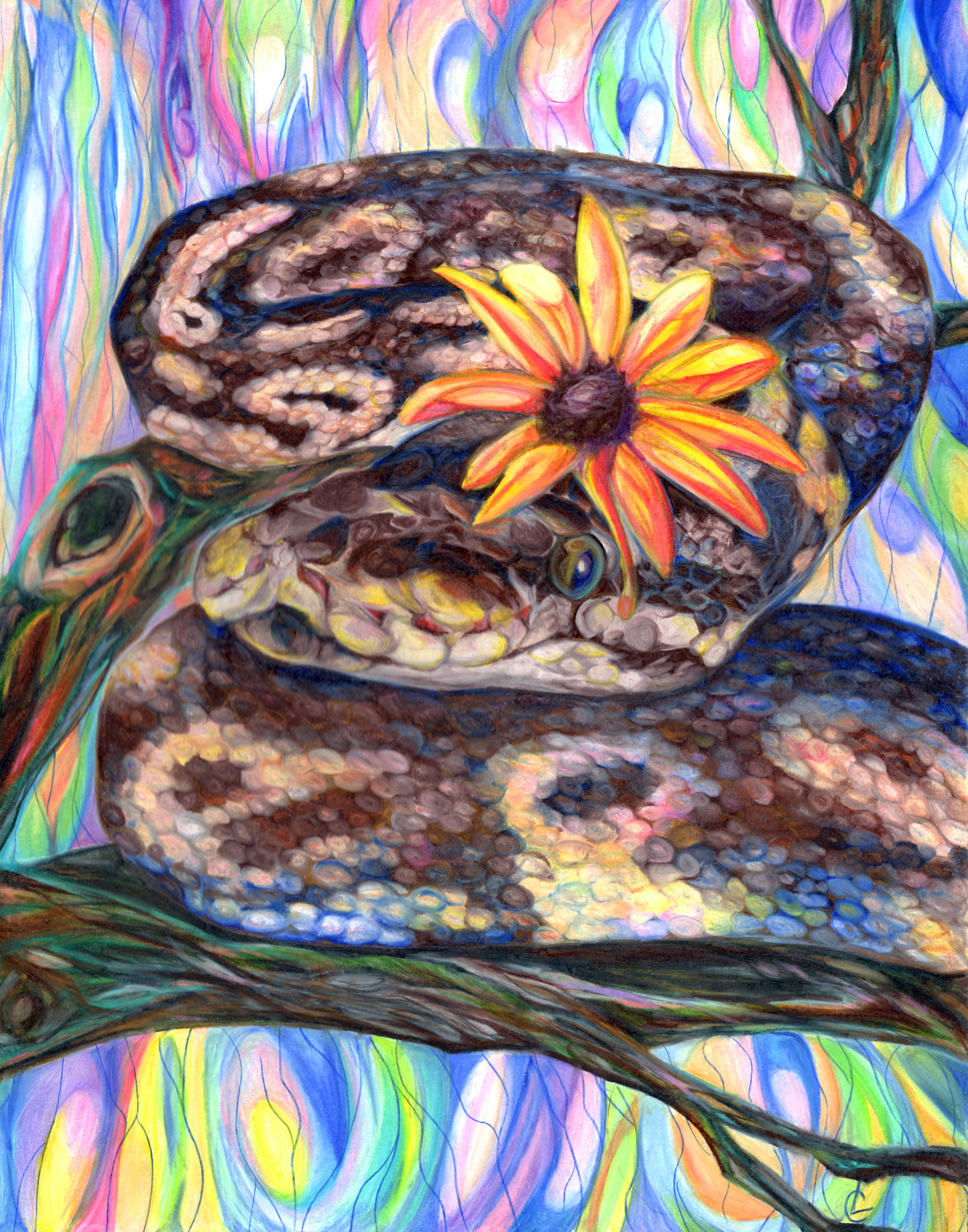 "Cashmere's Daisy Dream"