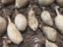 No ID Mystery Dahlia Tubers