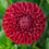 Thumbnail: Cornel Red Dahlia Tuber