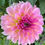 Thumbnail: Esli Dahlia Tuber
