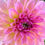 Thumbnail: Esli Dahlia Tuber