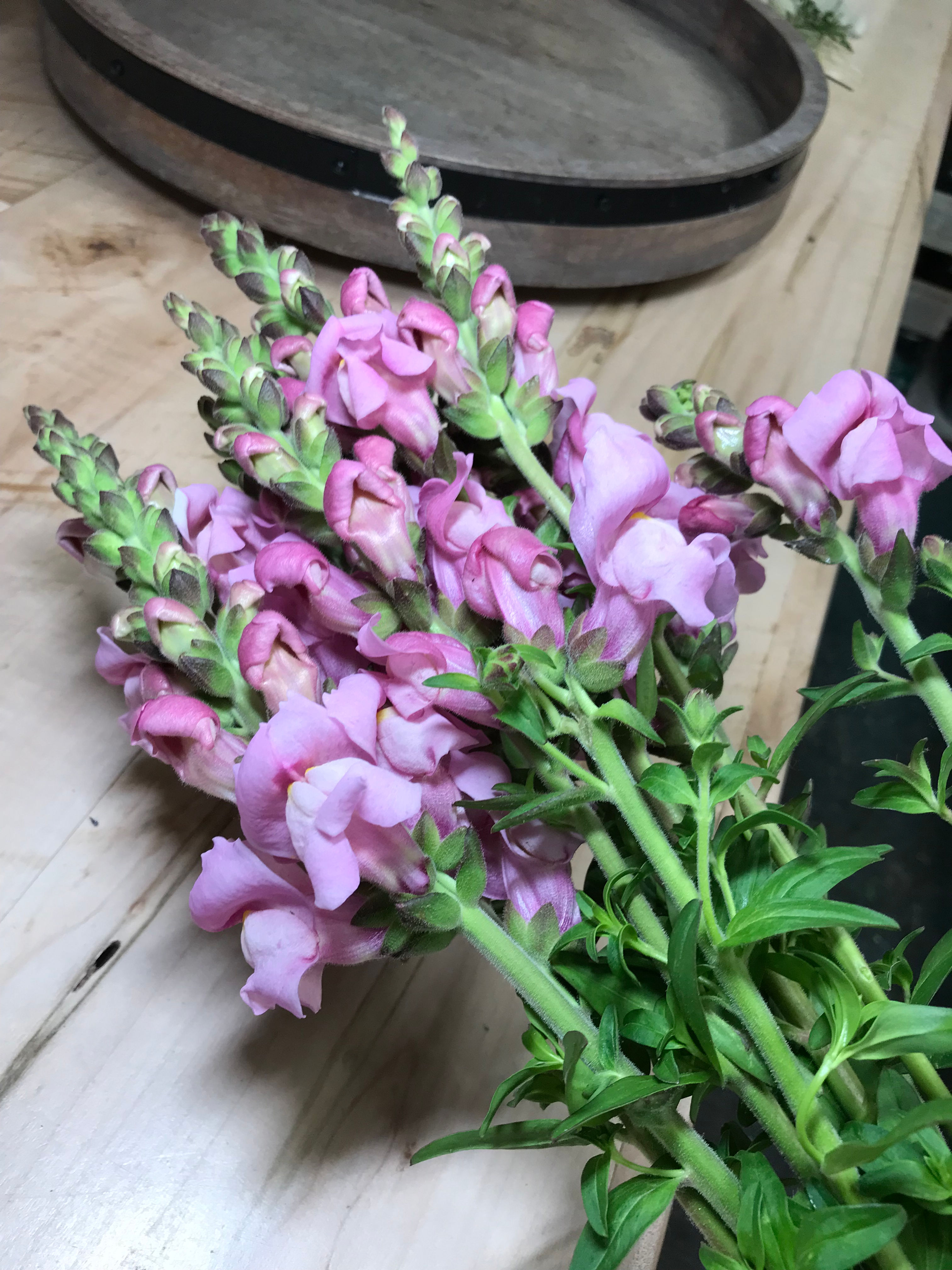 Snapdragon, Maryland Lavender