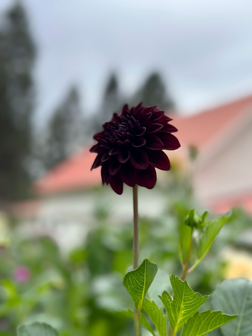 Black Satin Dahlia Tuber