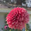 Thumbnail: Caitlin's Joy Dahlia Tuber