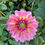 Thumbnail: Esli Dahlia Tuber