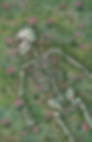 Aphotic Love Cover Art.png