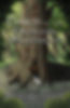 COTDP Front Paperback cover 2nd pub JPG.jpg