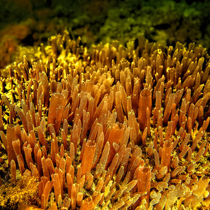 _Eikon_Porifero - Polymastia mammilaris IMG_1400 (PM) (P700GG 2021)-1.jpg
