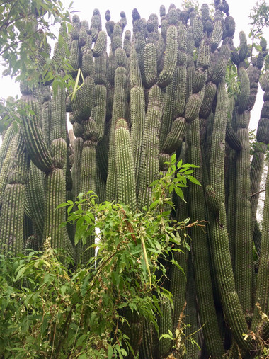 SANTUARIO DE LOS CACTUS