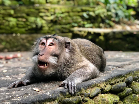 Affentheater in BALI: Ubuds Affenwald 'Sacred Monkey Forest'