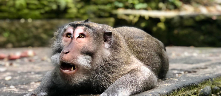 Affentheater in BALI: Ubuds Affenwald 'Sacred Monkey Forest'