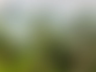 BALIs schönste Fotokulisse: Instagramable 'Alas Harum'