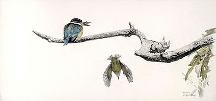 Kingfisher Hunting Crabs.jpg