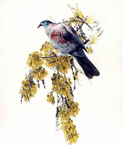 Kereru.jpg